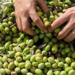 comprar aceitunas a granel