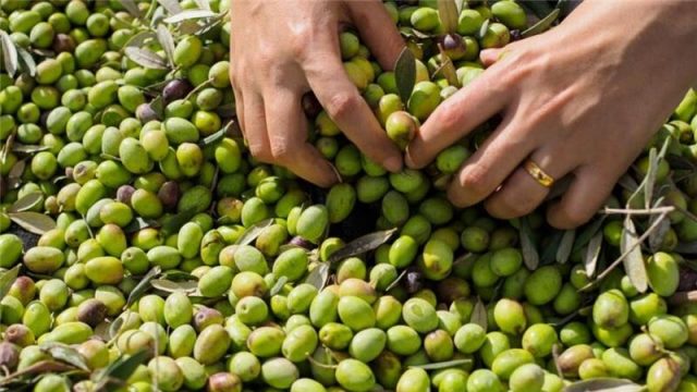 comprar aceitunas a granel